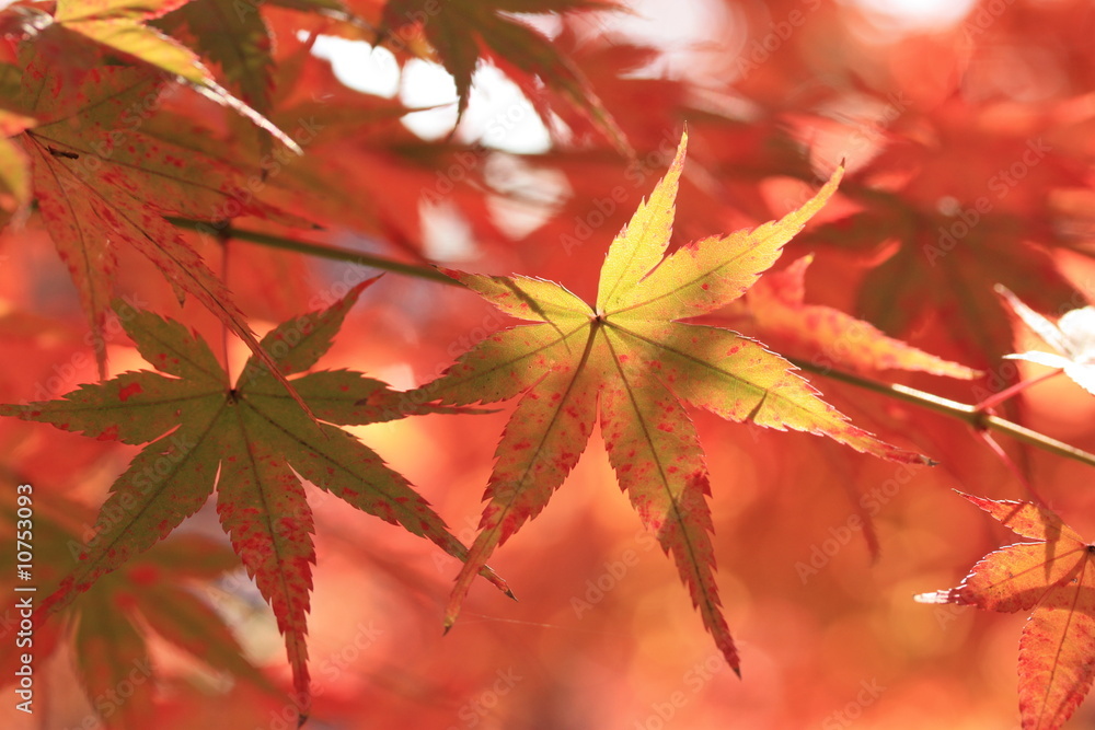 紅葉