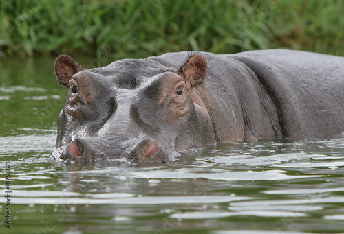 Hipopotamus #2