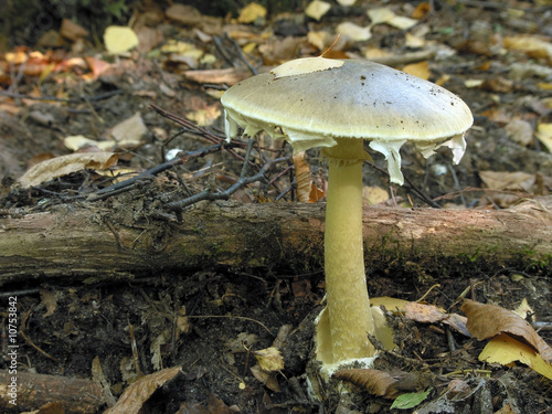 Amanita phalloides