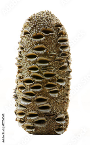 BANKSIA NUT