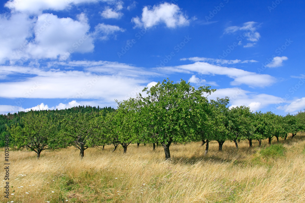 orchard on blue sky
