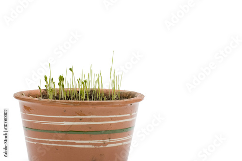 Baby plant (sprouts) in flowerpot on white background