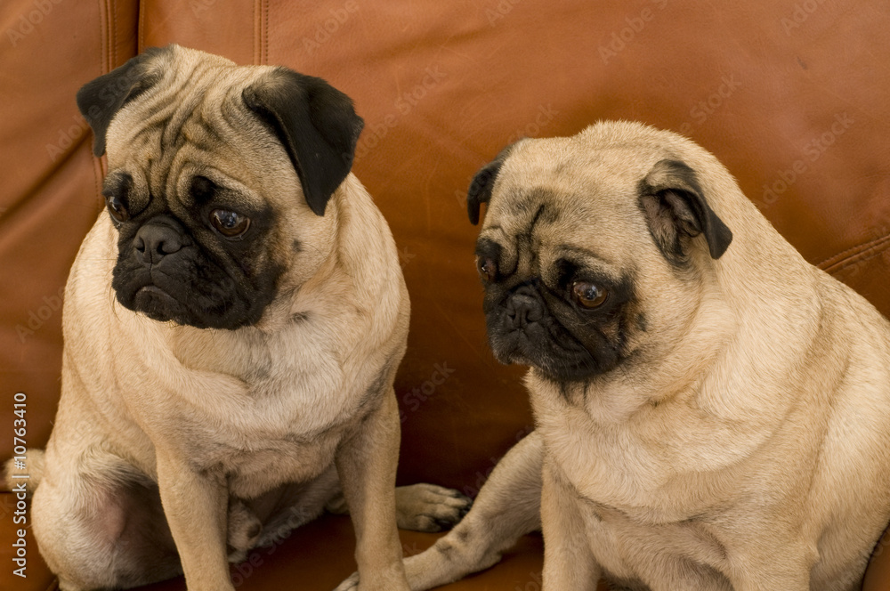 Two Pugs Looking at Something
