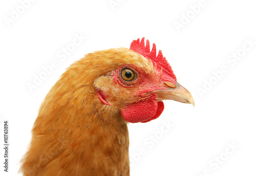 chicken headshot