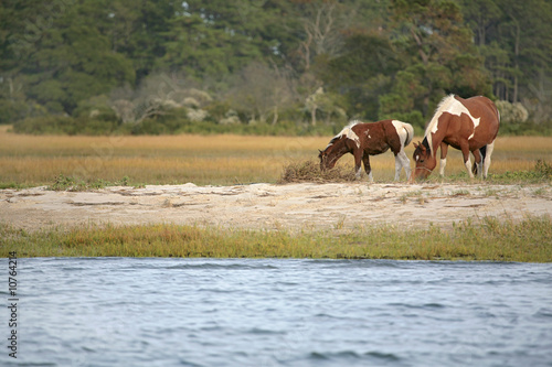 wild ponies