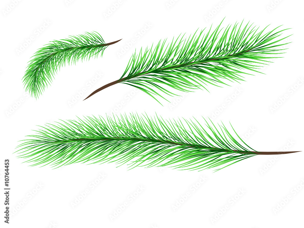 Set of basical pine tree branches Set of basical pine tree branches