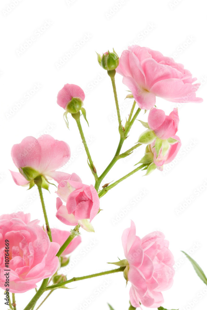 Pink rose with leaves. Pink rose with leaves.