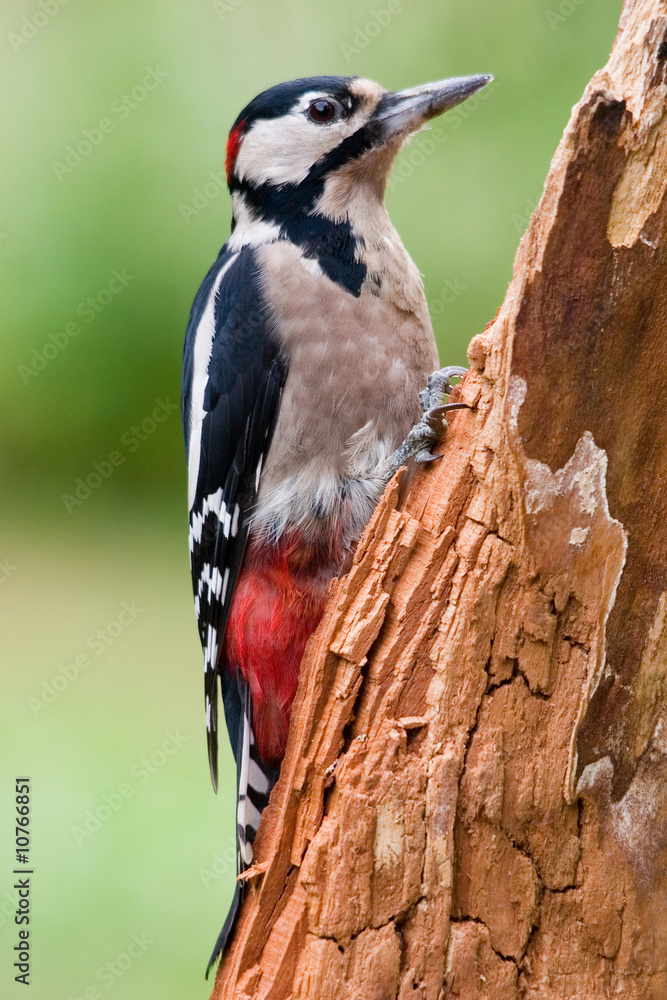 Woodpecker - obrazy, fototapety, plakaty 
