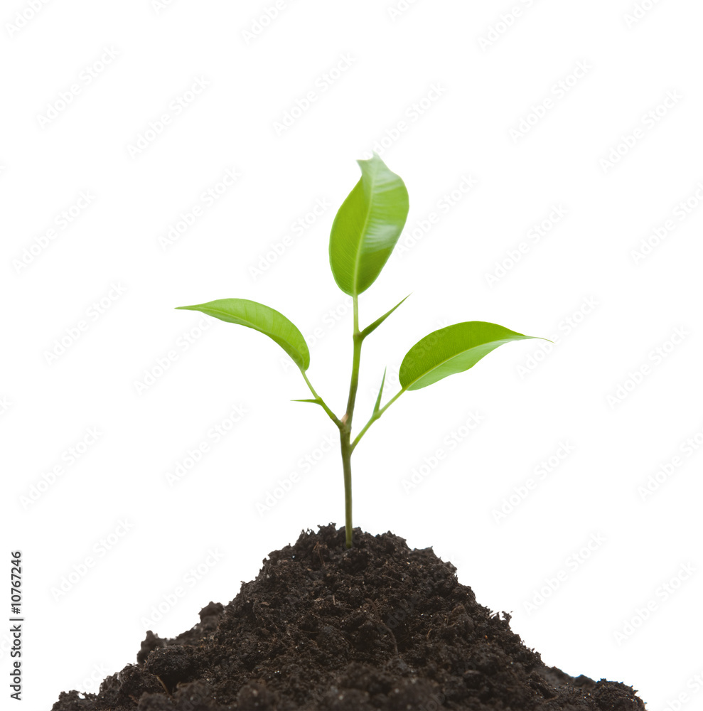 Cultivation of a young plant Cultivation of a young plant