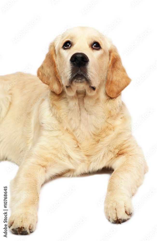 Portrait of the Golden Retriever Portrait of the Golden Retriever