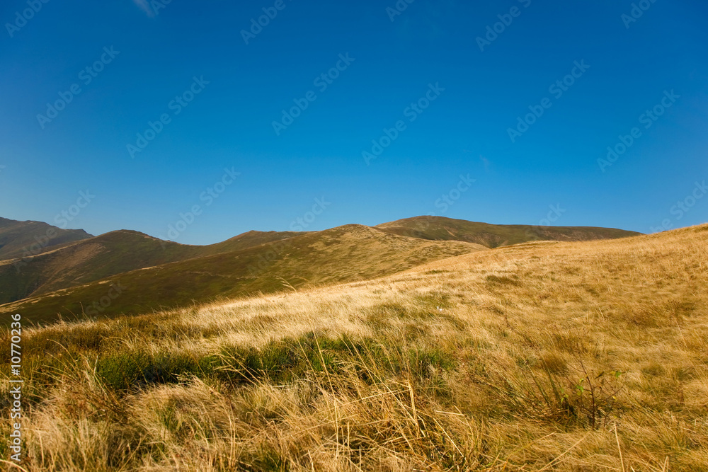 Fototapeta premium Grass