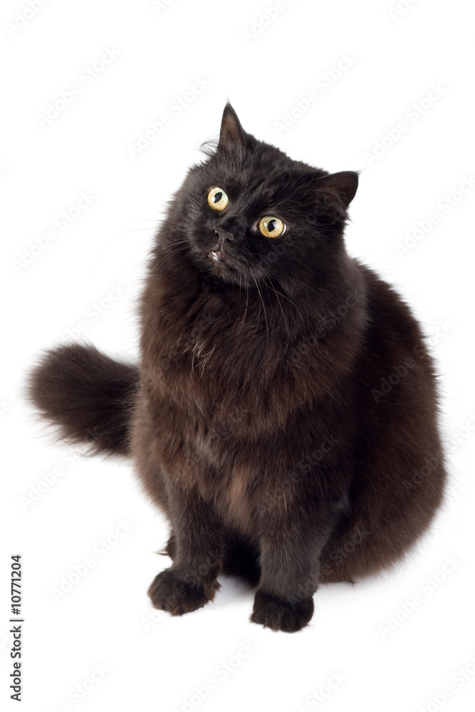 black cat isolated