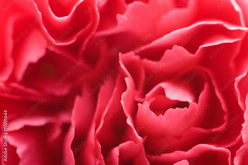 macro of carnation petals macro of carnation petals