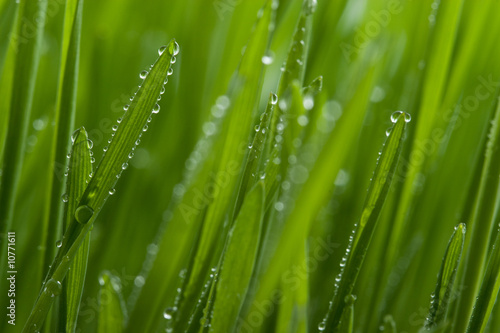 macro of grass with dew