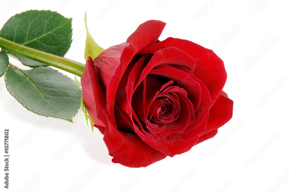 Naklejka premium Rose