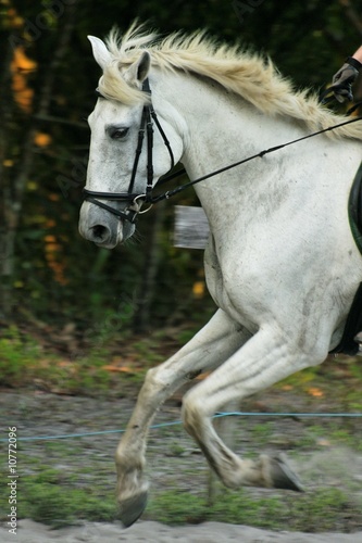 cheval5 © amskad
