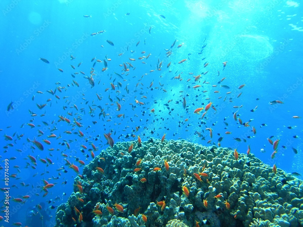Shoal of fish on the coral reef