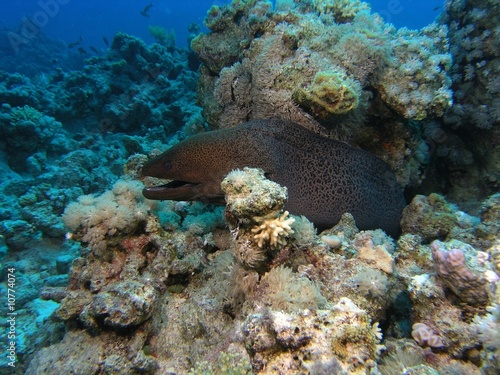 Giant moray in the red sea