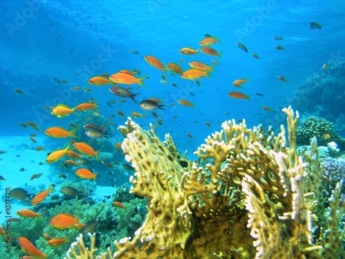 Obraz na płótnie Shoal of fish on the coral reef w salonie