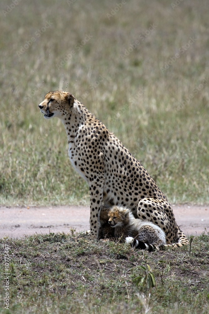 Fototapeta premium wet cheetah