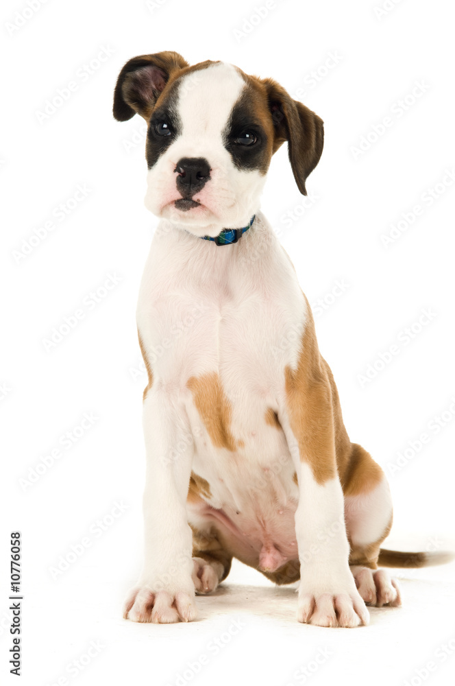 Boxer puppy isolated on a white background