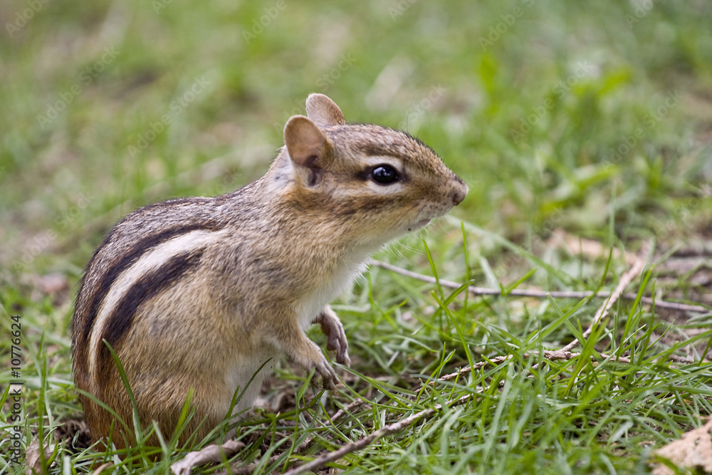 chipmunk chipmunk