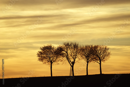 Three lonely trees