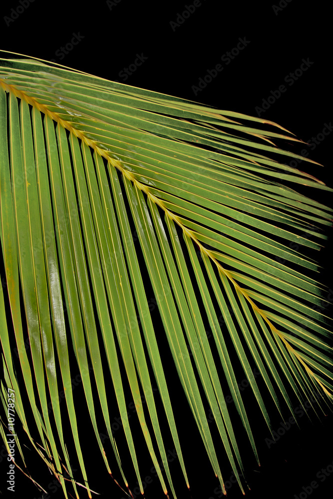 Obraz premium palm leaf