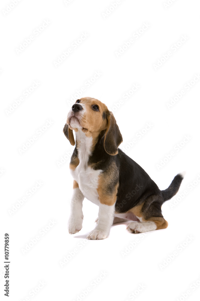 Adorable beagle