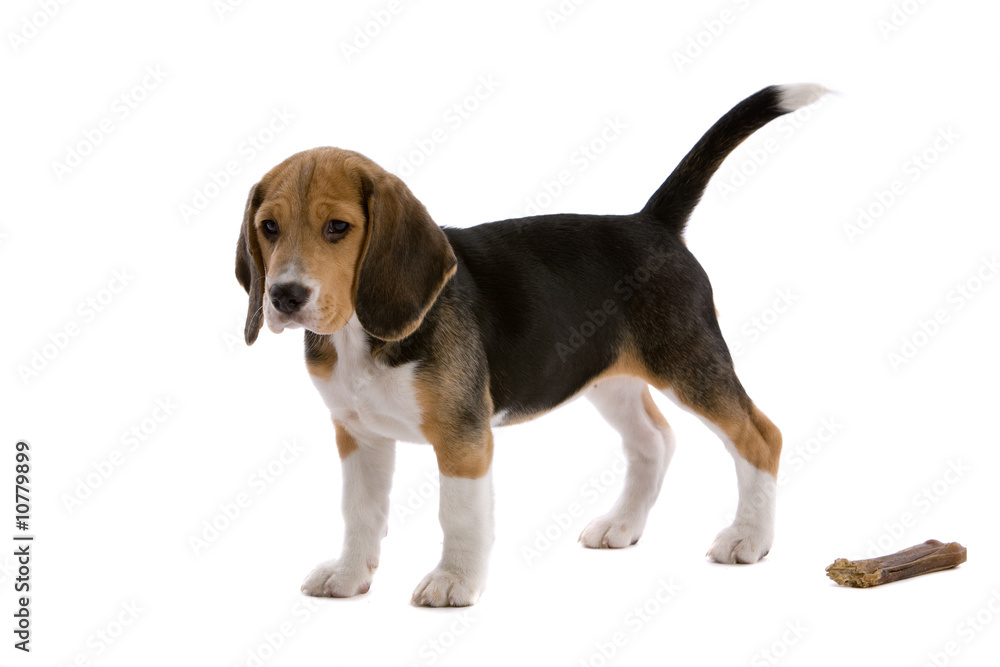 Young beagle with bone
