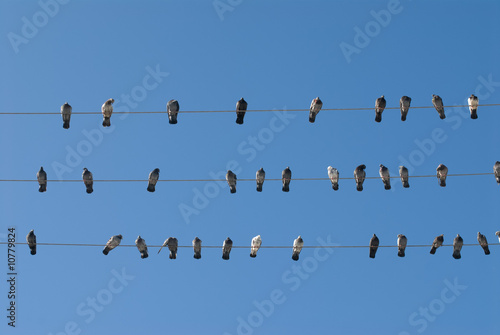 Large group of pigeons on power line