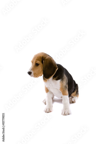 Cute beagle © Simone van den Berg