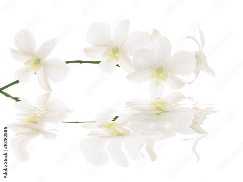 Fototapeta premium White orchids