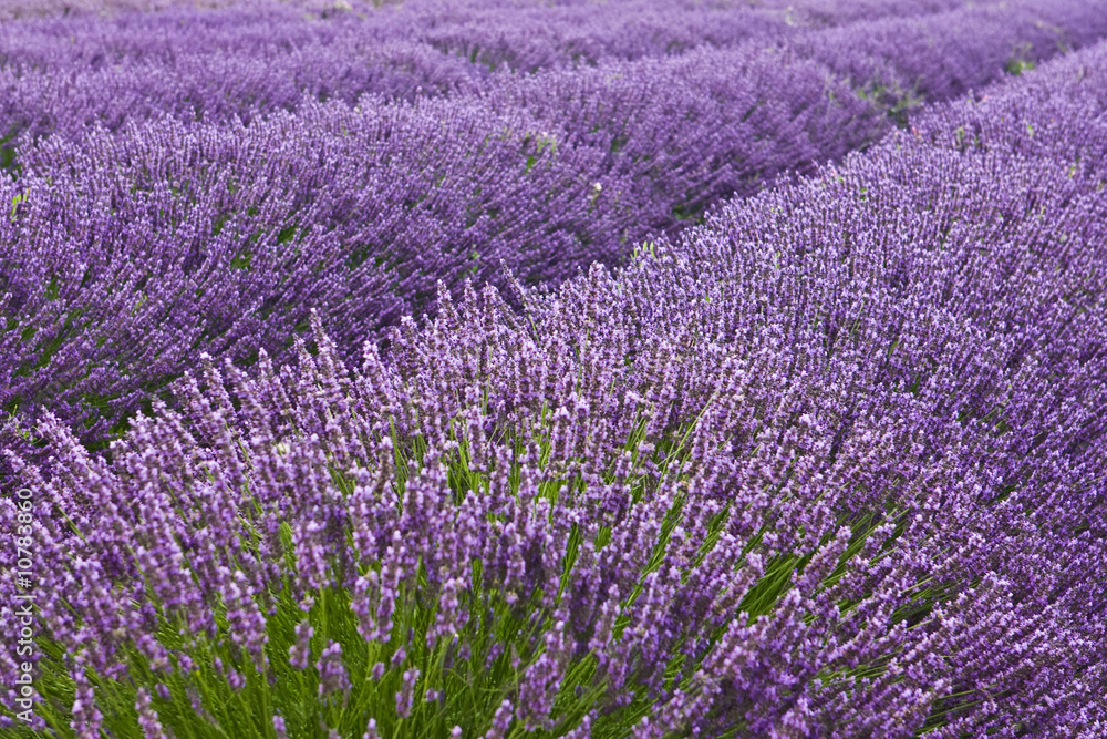 Blooming lavender field in Provence