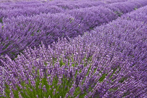 Blooming lavender field in Provence