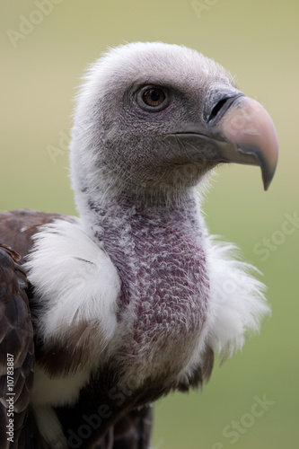 Vulture in front of a green background photo