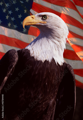 American Bald Eagle