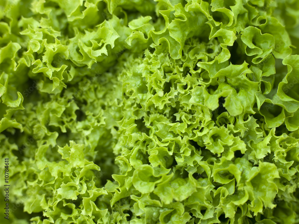 Batavia Lettuce Batavia Lettuce