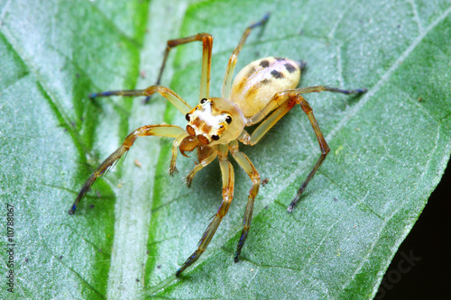 Spider (Telamonia Festiva)
