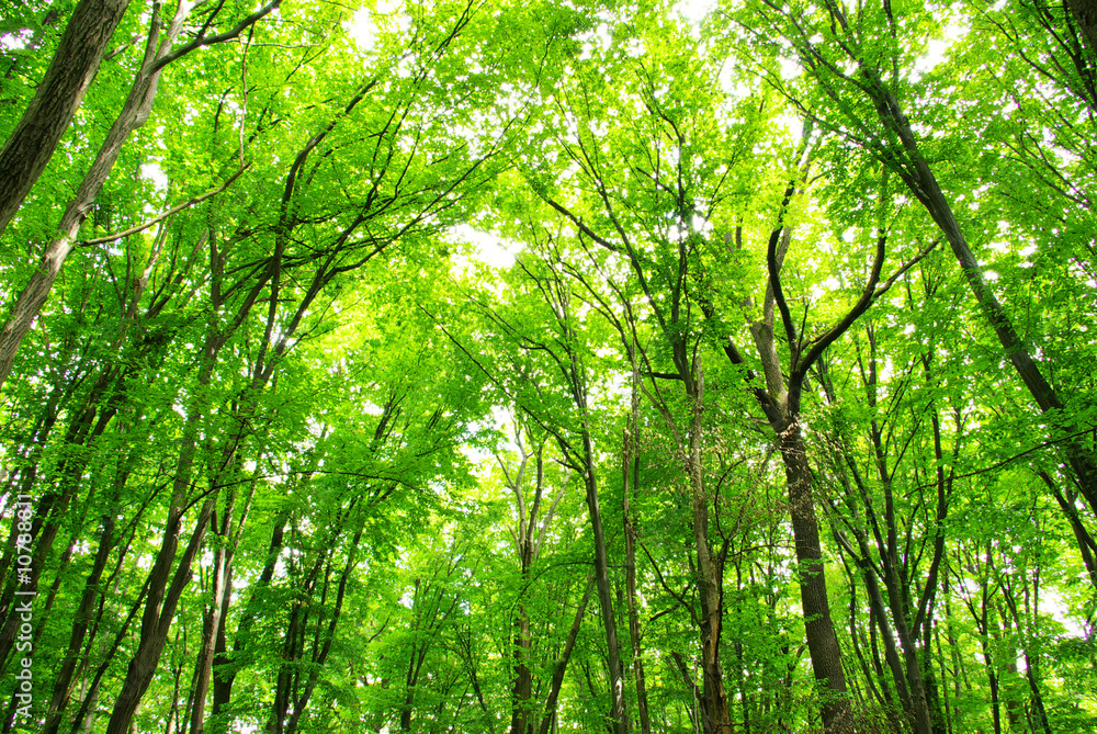 forest forest