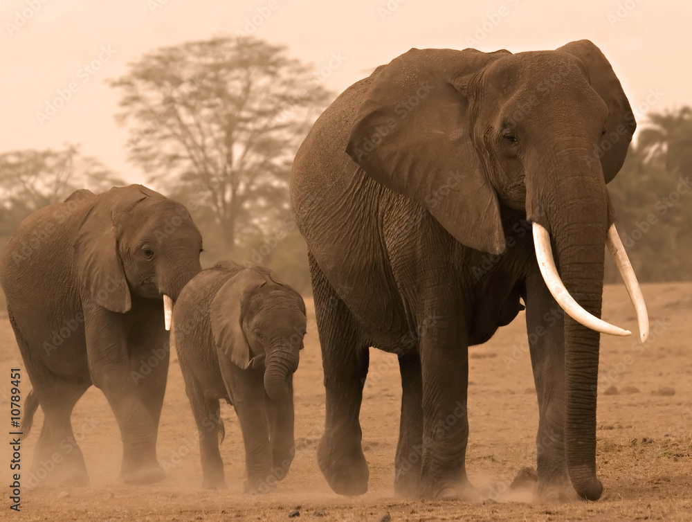 Obraz premium 3 Elephants in Amboseli