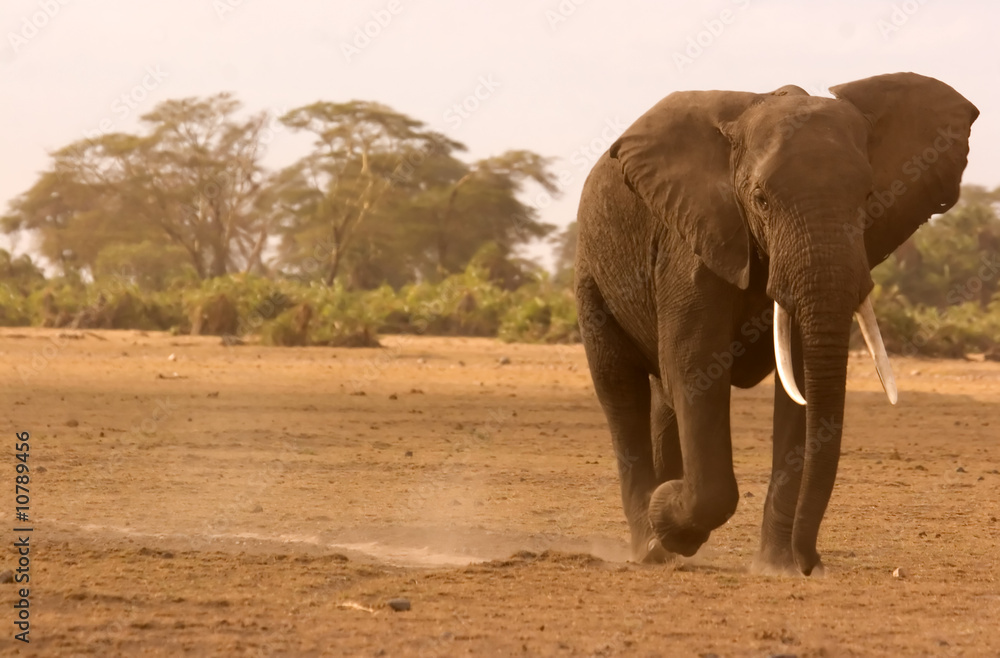 Fototapeta premium Big Elephant in Amboseli