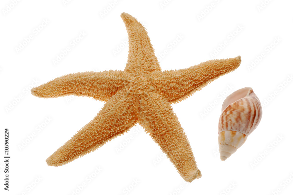 Close-up of seashell and starfish isolated on white background Close-up of seashell and starfish isolated on white background