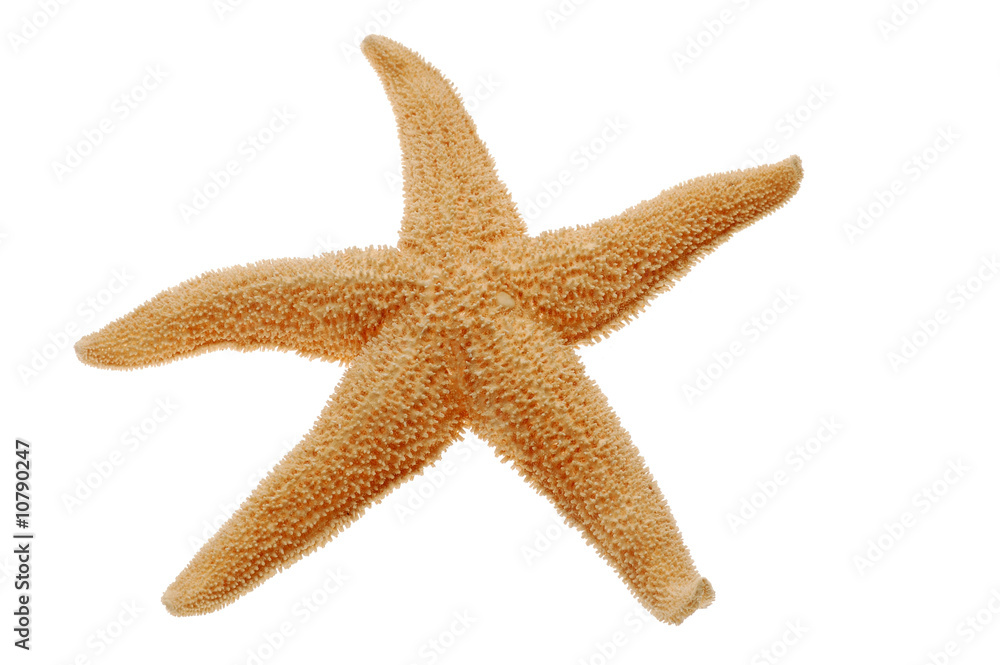 Close-up of starfish isolated on white background Close-up of starfish isolated on white background