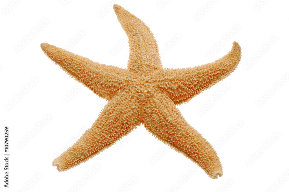 Close-up of starfish isolated on white background Close-up of starfish isolated on white background