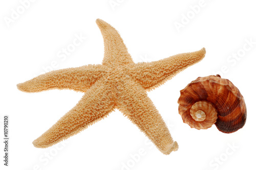 Close-up of seashell and starfish isolated on white background