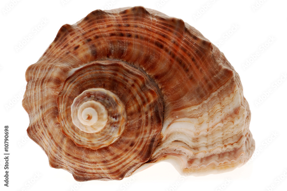 Close-up of seashell isolated on white background Close-up of seashell isolated on white background