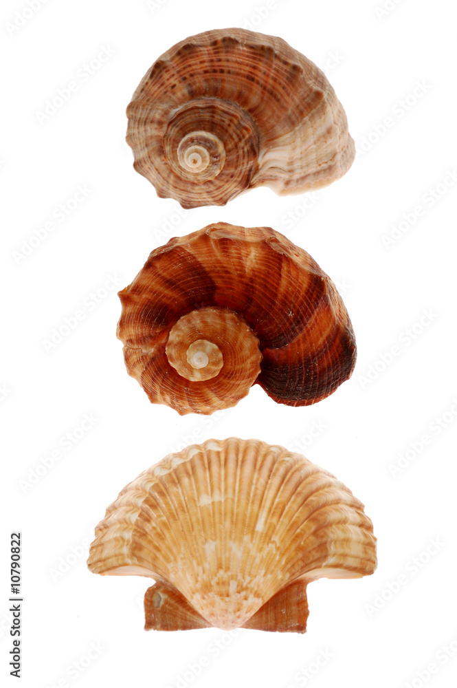 Close-up of seashells isolated on white background Close-up of seashells isolated on white background