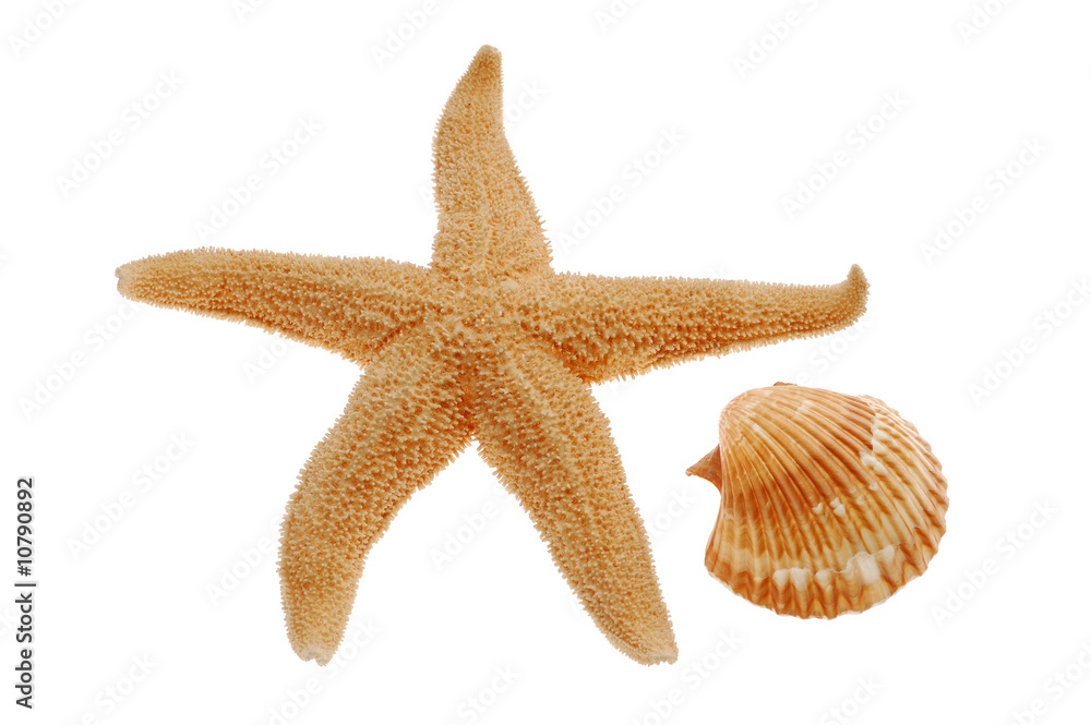 Close-up of seashell and starfish isolated on white background Close-up of seashell and starfish isolated on white background