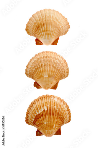 Close-up of seashells isolated on white background